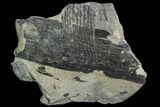 Pennsylvanian Fossil Fern Stalk - Kentucky #112940-1